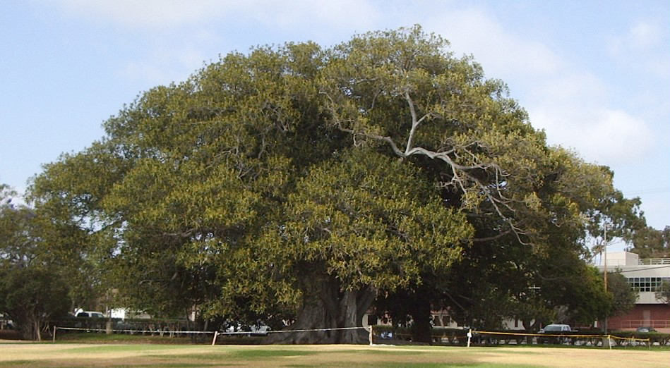 Moreton Bay Fig 